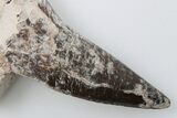 Polycotylid Plesiosaur Tooth - Asfla, Morocco #196703-2